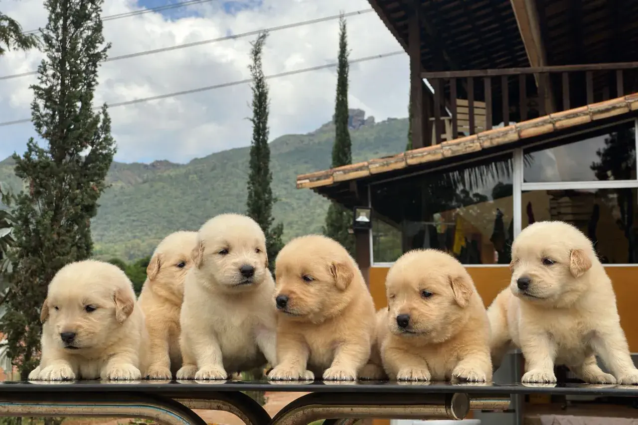 Filhotes Golden Retriever
