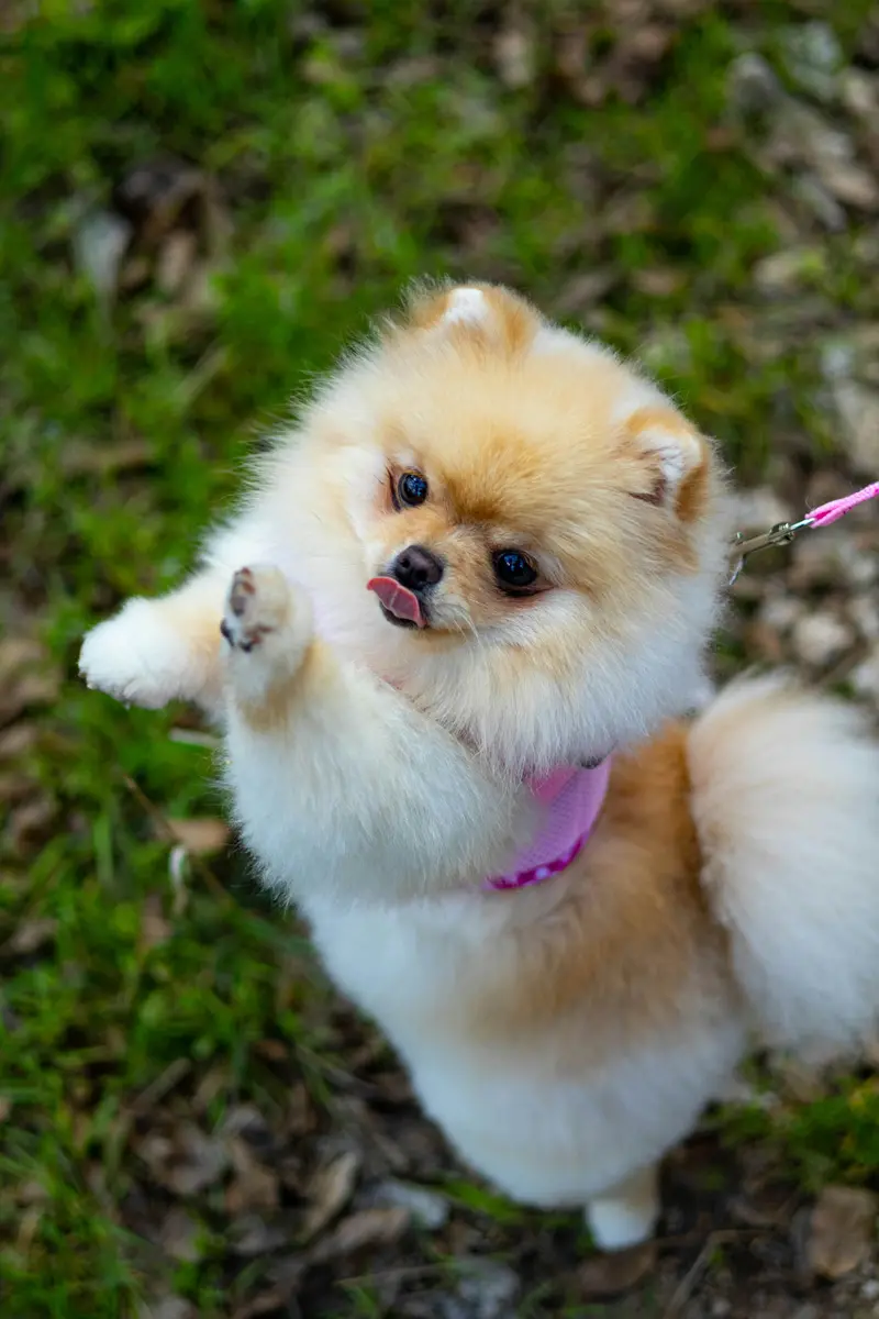 Filhote de Lulu da Pomerânia creme brincando na grama no Canil Golden Prime