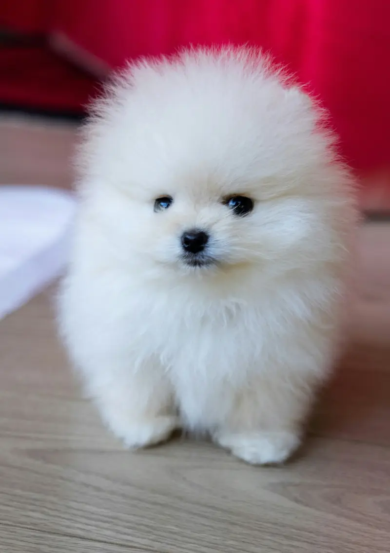 Filhote de Lulu da Pomerânia branco de pelagem abundante